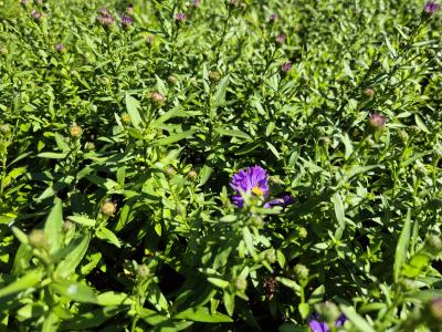 Bild von /bilder/bluehapp/thumb/astdbg_Aster_x_dumo____Blauer_Gletscher______P-1244012001_T-k_Y-25_K-38_46909.jpg