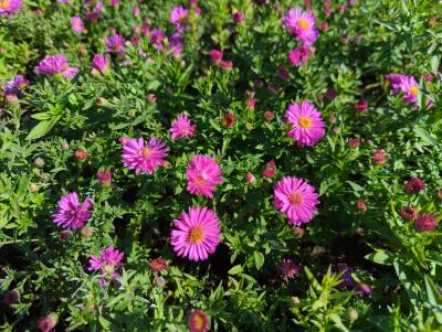 Bild von /bilder/bluehapp/thumb/astdhe_Aster_x_dumosus___Herbstfeuer___o_P-1244030001_T-k_Y-22_K-38_39092_aktiv_.jpg