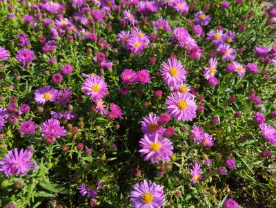 Bild von /bilder/bluehapp/thumb/astdhr_Aster_x_dumosus___Heinz_Richard_____P-1244025001_T-b_Y-22_K-38_85449_aktiv_.jpg