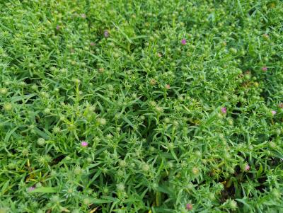 Bild von /bilder/bluehapp/thumb/astdhr_Aster_x_dumosus___Heinz_Richard_____P-1244025001_T-k_Y-22_K-36_78739_aktiv_.jpg