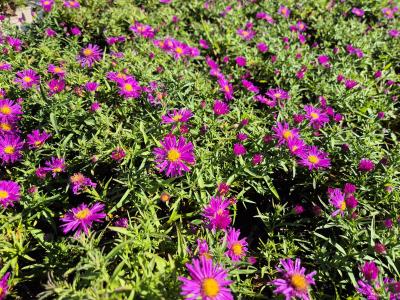 Bild von /bilder/bluehapp/thumb/astdka_Aster_x_dumosus___Kassel____P-1244050001_T-b_Y-25_K-38_82339.jpg