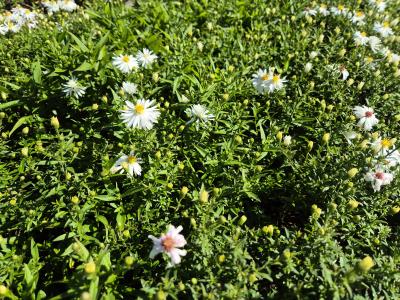 Bild von /bilder/bluehapp/thumb/astdkr_Aster_x_dumosus___Kristina___P-1244055001_T-k_Y-25_K-38_50455.jpg