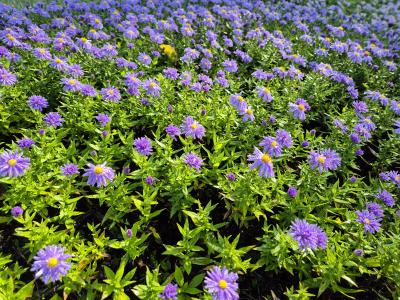 Bild von /bilder/bluehapp/thumb/astdmi_Aster_x_dumosus___Mittelmeer_____P-1244065001_T-b_Y-25_K-40_61026.jpg
