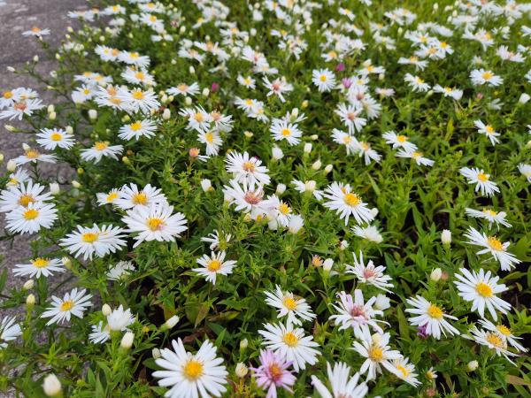Aster x-dumosus 'Niobe'***