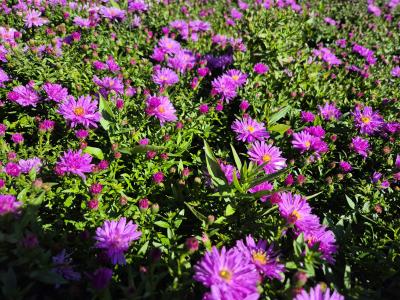 Bild von /bilder/bluehapp/thumb/astdrw_Aster_x_dumosus___Rosenwichtel______P-1244085001_T-b_Y-25_K-38_59850.jpg