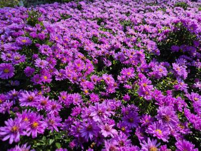 Bild von /bilder/bluehapp/thumb/astdrw_Aster_x_dumosus___Rosenwichtel______P-1244085001_T-b_Y-25_K-40_63231.jpg
