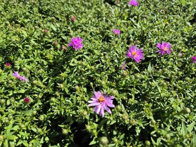 Bild von /bilder/bluehapp/thumb/astdrw_Aster_x_dumosus___Rosenwichtel______P-1244085001_T-k_Y-25_K-36_55984.jpg