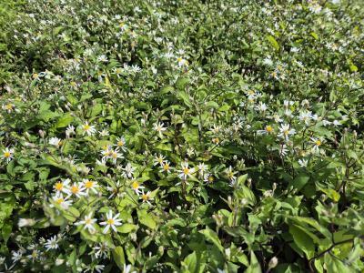 Bild von /bilder/bluehapp/thumb/astdtr_Aster_divaricatus___Tradeskant__Li_P-1243510001_T-b_Y-25_K-36_21863.jpg