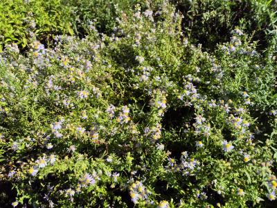 Bild von /bilder/bluehapp/thumb/asteer_Aster_ericoides___Erlkönig____P-1244515001_T-b_Y-25_K-38_92824.jpg