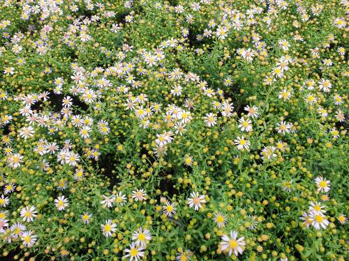 Bild von /bilder/bluehapp/thumb/astelo_Aster_ericoides___Lovely______P-1244534001_T-b_Y-21_K-37_57616_aktiv_.jpg