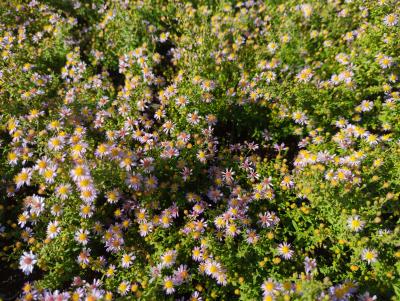 Bild von /bilder/bluehapp/thumb/astelo_Aster_ericoides___Lovely______P-1244534001_T-b_Y-22_K-38_24962_aktiv_.jpg