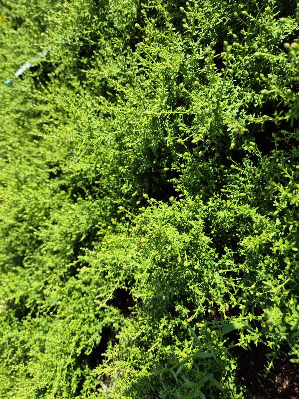 Bild von /bilder/bluehapp/thumb/astelo_Aster_ericoides___Lovely______P-1244534001_T-k_Y-26_K-36_52011.jpg