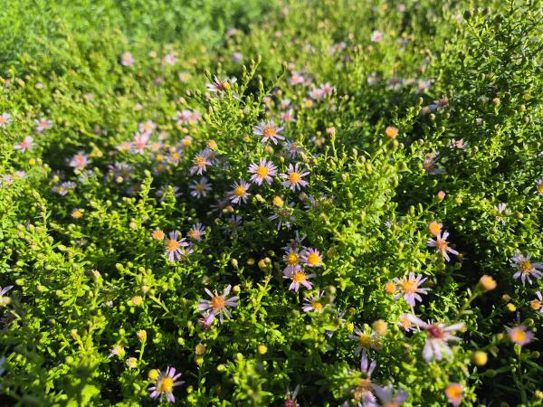 Bild von /bilder/bluehapp/thumb/astelo_Aster_ericoides___Lovely______P-1244534001_T-k_Y-26_K-37_14156.jpg