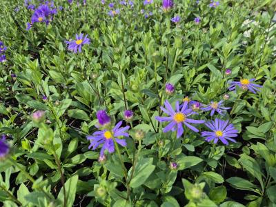 Bild von /bilder/bluehapp/thumb/astfju_Aster_x_frikartii___Jungfrau_____P-1245005001_T-k_Y-25_K-36_89107.jpg