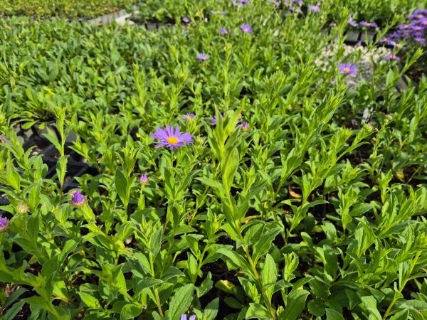 Bild von /bilder/bluehapp/thumb/astfws_Aster_x_frikartii___Wunder_v_Stäfa_____P-1245010001_T-k_Y-26_K-37_35340.jpg