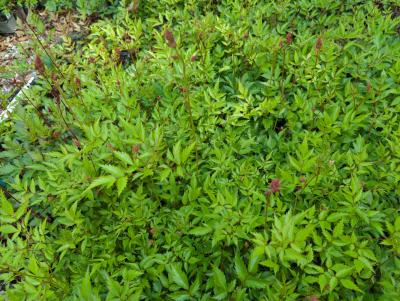 Bild von /bilder/bluehapp/thumb/astiaap_Astilbe_x_arendsii___Anita_Pfeifer___P-1261015001_T-k_Y-24_K-21_93209_aktiv_.jpg