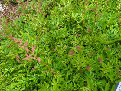 Bild von /bilder/bluehapp/thumb/astiaap_Astilbe_x_arendsii___Anita_Pfeifer___P-1261015001_T-k_Y-24_K-23_20398_aktiv_.jpg