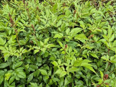 Bild von /bilder/bluehapp/thumb/astiaap_Astilbe_x_arendsii___Anita_Pfeifer___P-1261015001_T-k_Y-25_K-23_38287.jpg