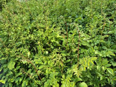 Bild von /bilder/bluehapp/thumb/astiaap_Astilbe_x_arendsii___Anita_Pfeifer___P-1261015001_T-k_Y-25_K-24_58574.jpg