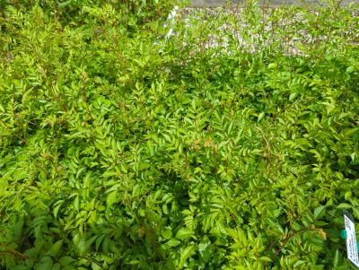 Bild von /bilder/bluehapp/thumb/astiabr_Astilbe_x_arendsii___Brautschleier___P-1261030001_T-k_Y-24_K-20_61903_aktiv_.jpg