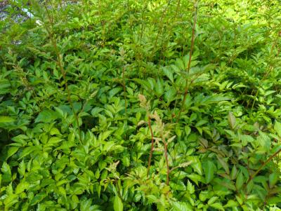 Bild von /bilder/bluehapp/thumb/astiabr_Astilbe_x_arendsii___Brautschleier___P-1261030001_T-k_Y-24_K-21_69550_aktiv_.jpg