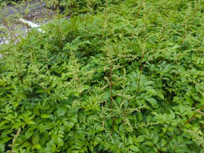 Bild von /bilder/bluehapp/thumb/astiabr_Astilbe_x_arendsii___Brautschleier___P-1261030001_T-k_Y-24_K-23_10600_aktiv_.jpg