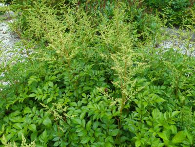 Bild von /bilder/bluehapp/thumb/astiabr_Astilbe_x_arendsii___Brautschleier___P-1261030001_T-k_Y-24_K-23_31072_aktiv_.jpg