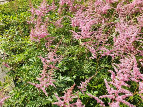 Bild von astiaca_Astilbe_x_arendsii___Cattleya___P-1261040001_T-b_Y-21_K-29_34598_aktiv_.jpg