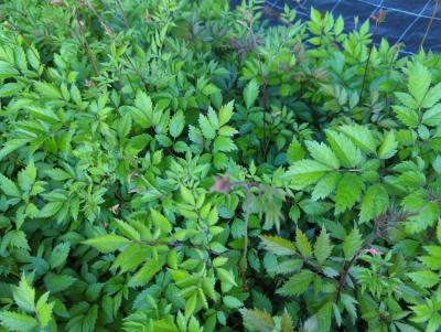 Bild von astiaca_Astilbe_x_arendsii___Cattleya___P-1261040001_T-k_Y-22_K-24_37803_aktiv_.jpg