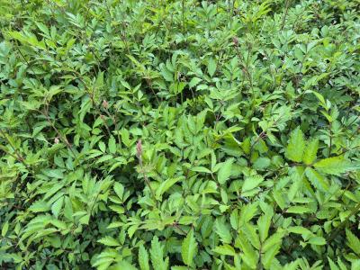 Bild von /bilder/bluehapp/thumb/astiaca_Astilbe_x_arendsii___Cattleya___P-1261040001_T-k_Y-25_K-24_58514.jpg