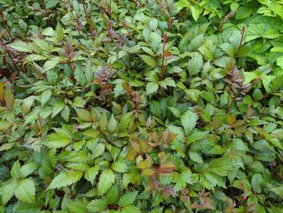 Bild von /bilder/bluehapp/thumb/astiafa_Astilbe_x_arendsii___Fanal___P-1261050001_T-k_Y-24_K-19_27772_aktiv_.jpg