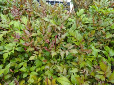 Bild von /bilder/bluehapp/thumb/astiafa_Astilbe_x_arendsii___Fanal___P-1261050001_T-k_Y-24_K-19_96340_aktiv_.jpg