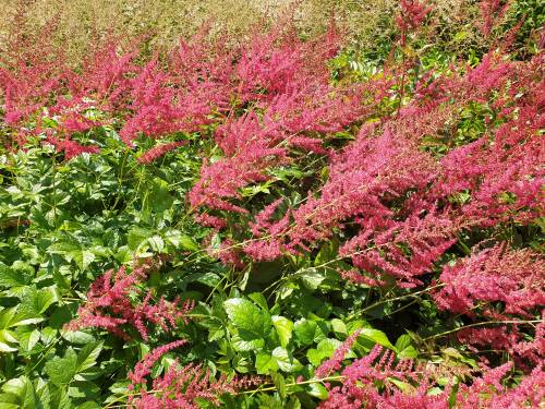 Bild von /bilder/bluehapp/thumb/astiafeu_Astilbe_x_arendsii___Feuer___P-1261060001_T-b_Y-21_K-29_67649_aktiv_.jpg