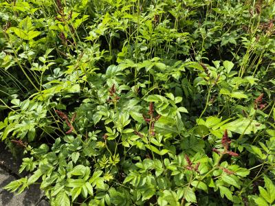 Bild von /bilder/bluehapp/thumb/astiafeu_Astilbe_x_arendsii___Feuer___P-1261060001_T-b_Y-25_K-25_11674.jpg
