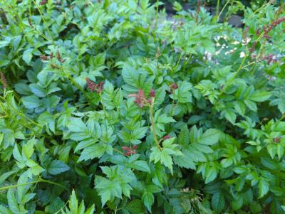 Bild von /bilder/bluehapp/thumb/astiafeu_Astilbe_x_arendsii___Feuer___P-1261060001_T-k_Y-22_K-24_69151_aktiv_.jpg