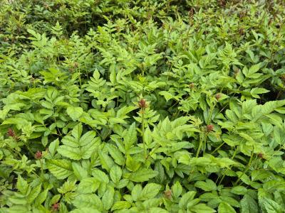 Bild von /bilder/bluehapp/thumb/astiafeu_Astilbe_x_arendsii___Feuer___P-1261060001_T-k_Y-25_K-23_99412.jpg
