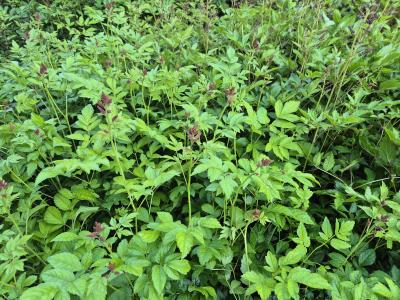 Bild von /bilder/bluehapp/thumb/astiafeu_Astilbe_x_arendsii___Feuer___P-1261060001_T-k_Y-25_K-24_20954.jpg