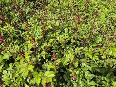 Bild von /bilder/bluehapp/thumb/astiagl_Astilbe_x_arendsii___Glut___P-1261065001_T-b_Y-25_K-25_62588.jpg