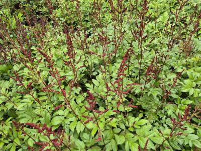 Bild von /bilder/bluehapp/thumb/astiagl_Astilbe_x_arendsii___Glut___P-1261065001_T-b_Y-25_K-26_76902.jpg