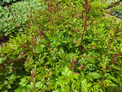 Bild von /bilder/bluehapp/thumb/astiagl_Astilbe_x_arendsii___Glut___P-1261065001_T-k_Y-24_K-23_85741_aktiv_.jpg