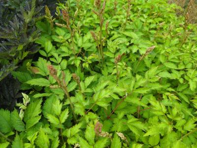 Bild von /bilder/bluehapp/thumb/asticfi_Astilbe_chinensis___Finale___P-1262010001_T-k_Y-22_K-26_34217_aktiv_.jpg