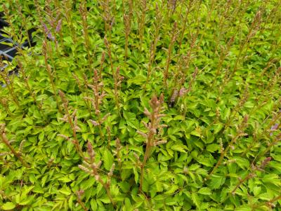 Bild von /bilder/bluehapp/thumb/asticp_Astilbe_chinensis_var__pumila_veg__P-1261520001_T-k_Y-22_K-28_84336_aktiv_.jpg