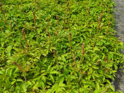 Bild von /bilder/bluehapp/thumb/asticp_Astilbe_chinensis_var__pumila_veg__P-1261520001_T-k_Y-24_K-26_85459_aktiv_.jpg