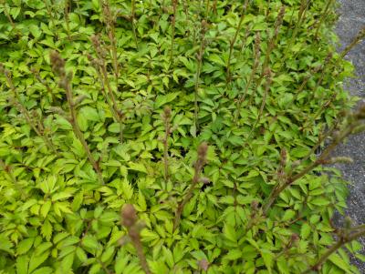 Bild von /bilder/bluehapp/thumb/asticp_Astilbe_chinensis_var__pumila_veg__P-1261520001_T-k_Y-24_K-27_93619_aktiv_.jpg