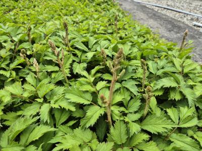 Bild von /bilder/bluehapp/thumb/asticp_Astilbe_chinensis_var__pumila_veg__P-1261520001_T-k_Y-25_K-28_59399.jpg