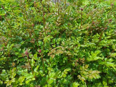 Bild von asticpu_Astilbe_chin_var_taqu____Purpurlanze___P-1261525001_T-k_Y-23_K-24_60442_aktiv_.jpg