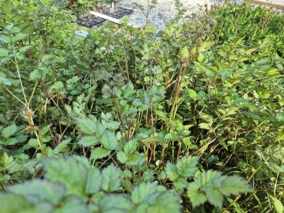 Bild von /bilder/bluehapp/thumb/asticpu_Astilbe_chin_var_taqu____Purpurlanze___P-1261525001_T-k_Y-25_K-24_35087.jpg