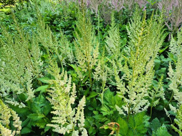Bild von /bilder/bluehapp/thumb/asticvin_Astilbe_chinensis___Visions_Inferno___P-1261592001_T-b_Y-26_K-27_15787.jpg