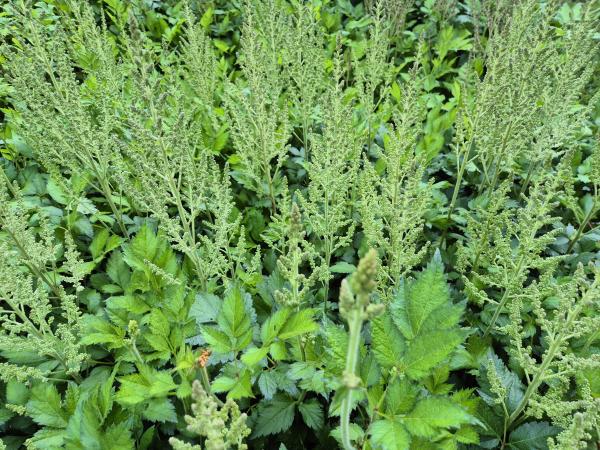 Bild von /bilder/bluehapp/thumb/asticvin_Astilbe_chinensis___Visions_Inferno___P-1261592001_T-k_Y-26_K-26_62443.jpg