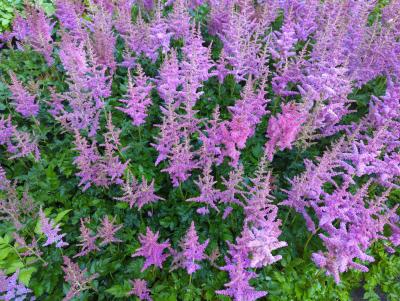 Bild von /bilder/bluehapp/thumb/asticvip_Astilbe_chinensis___Visions_in_Pink___P-1261586001_T-b_Y-23_K-27_96702_aktiv_.jpg